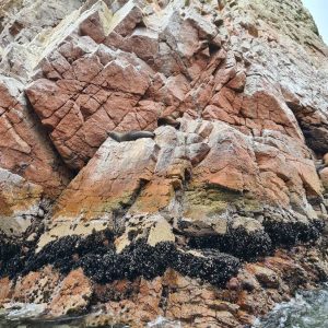 OASIS-DE-HUACACHINA-ISLAS-BALLESTAS-EN-PARACAS-2