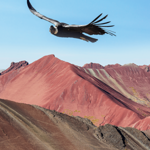 condor-over-rainbow-hills-2023-11-27-05-23-15-utc